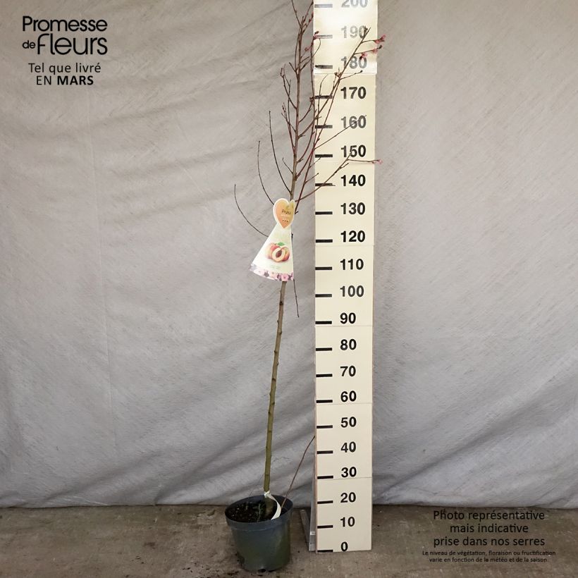 Example of Pfirsich Suncrest - Prunus persica Topf mit 7,5L/10L, Halbstamm as you get in printemps