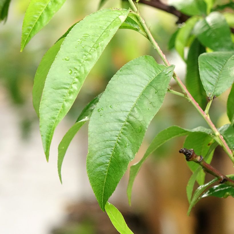 Pfirsich Suncrest - Prunus persica (Foliage)
