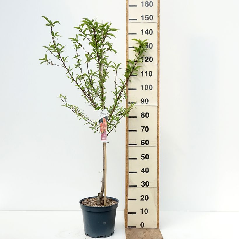 Exemplar von Pfirsich Téton de Venus - Prunus persica Topf mit 7,5L/10L, Gobelet-Form wie im Frühjahr geliefert