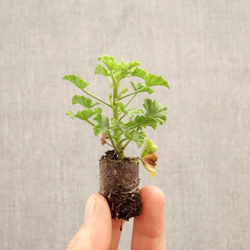 Exemplar von Englische Geranie Angel Eyes Bicolor Purple White - Pelargonium Mini-Plug Ø 3/4 cm wie im Frühjahr geliefert