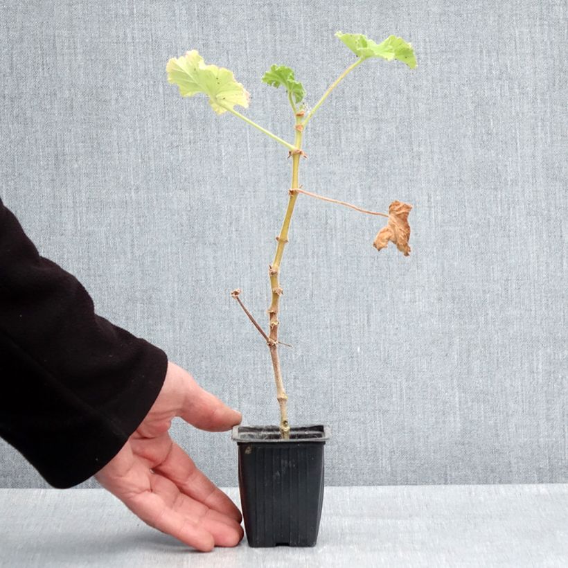 Exemplar von Duftende Pelargonie Atomic Snowflake - Pelargonium Kleine Töpfe von 7/8 cm wie im Frühjahr geliefert
