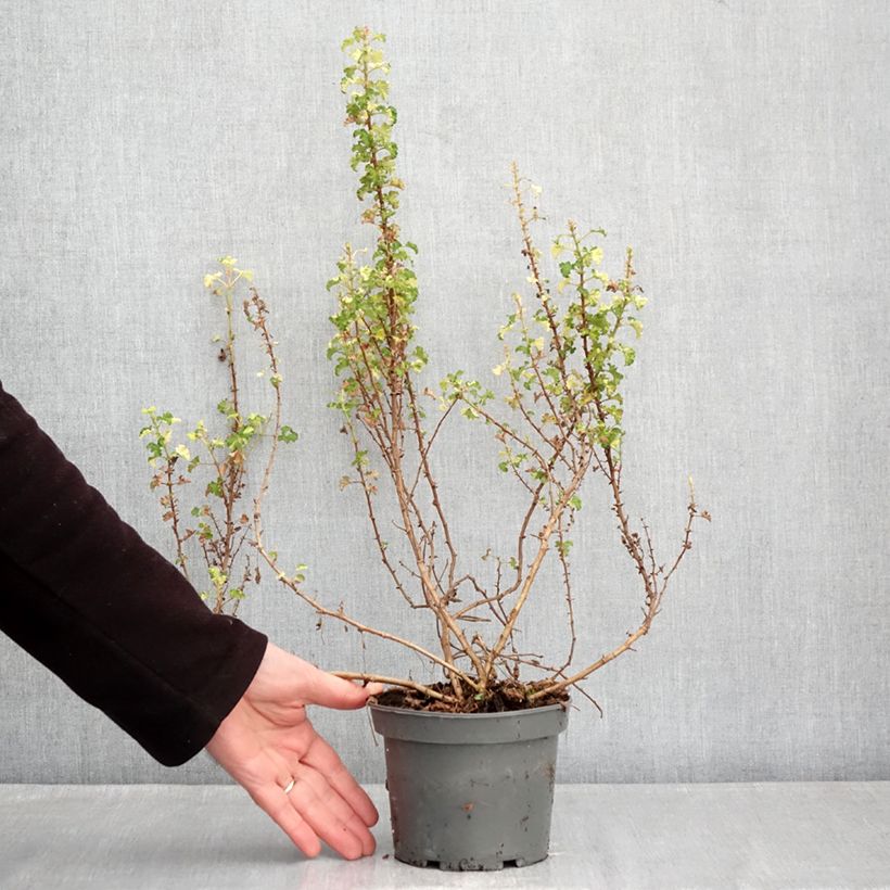Exemplar von Duftende Pelargonie Peach Cream - Pelargonium crispum Topf mit 1,5L/2L wie im Winter geliefert