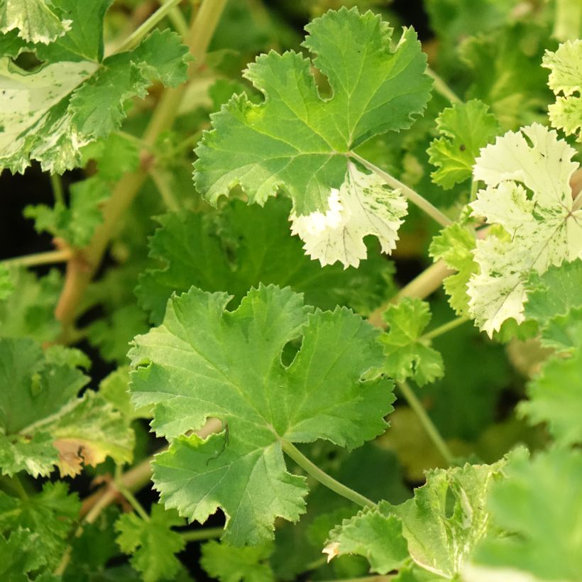 Duftende Pelargonie Peach Cream - Pelargonium crispum (Laub)