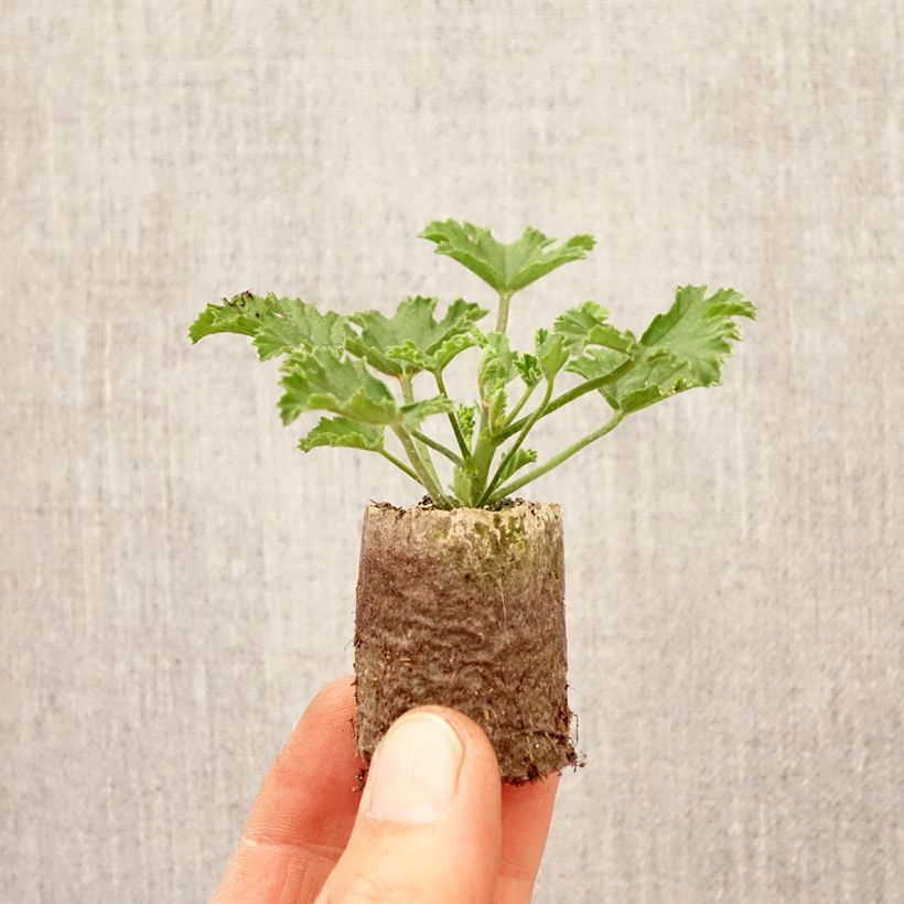 Exemplar von Duftende Pelargonie Mosquitaway Louise - Pelargonium Mini-Plug Ø 3/4 cm wie im Frühjahr geliefert