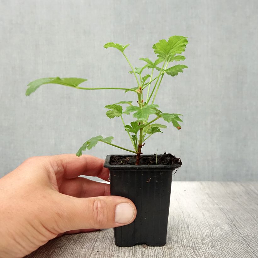 Exemplar von Duftende Pelargonie Paton's Unique - Pelargonium Kleine Töpfe von 7/8 cm wie im Sommer geliefert