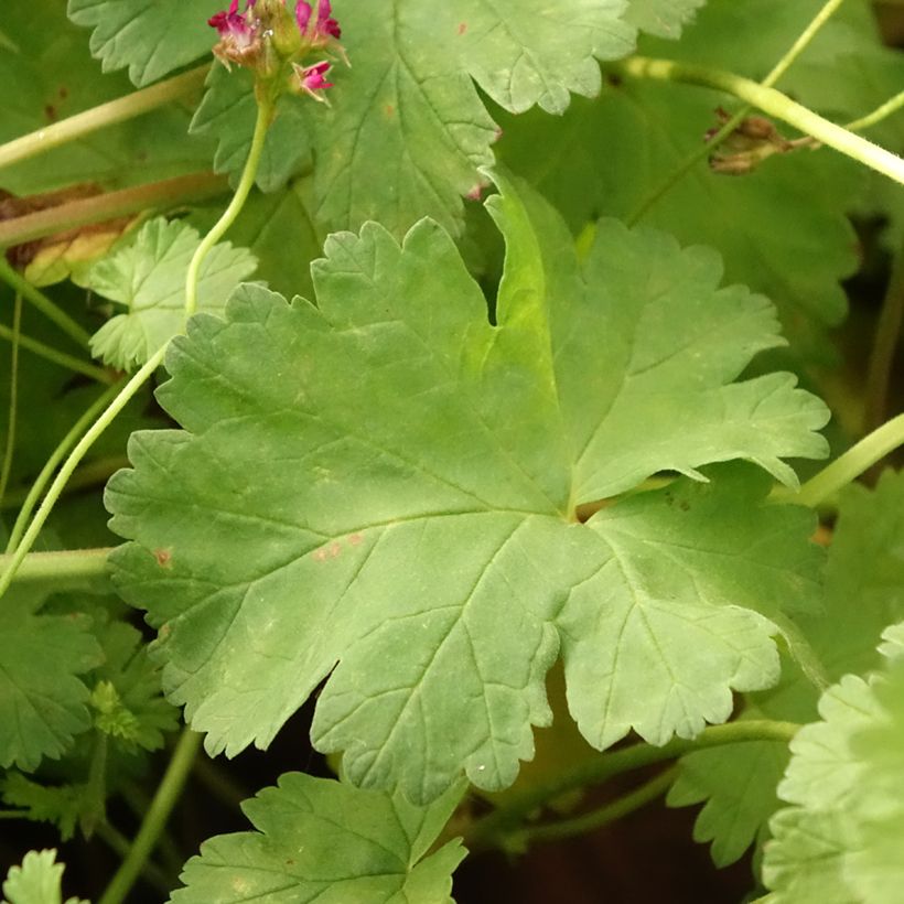 Geranie - Pelargonium grossularioides (Foliage)