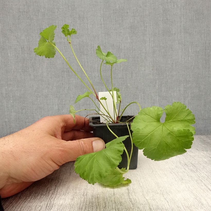 Example of Geranie - Pelargonium grossularioides Kleine Töpfe von 8/9 cm as you get in printemps