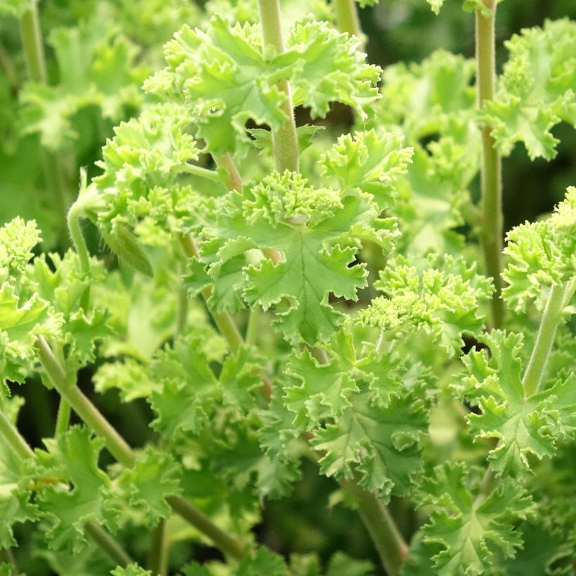 Duftende Pelargonie Minor - Pelargonium crispum (Laub)