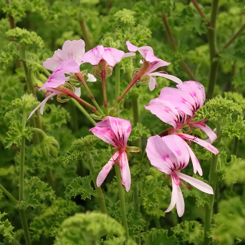 Duftende Pelargonie Minor - Pelargonium crispum (Blüte)
