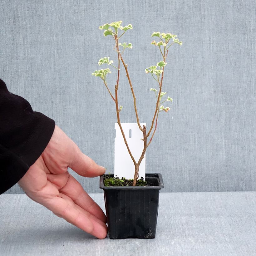Exemplar von Duftende Pelargonie Variegatum - Pelargonium crispum Kleine Töpfe von 7/8 cm wie im Frühjahr geliefert