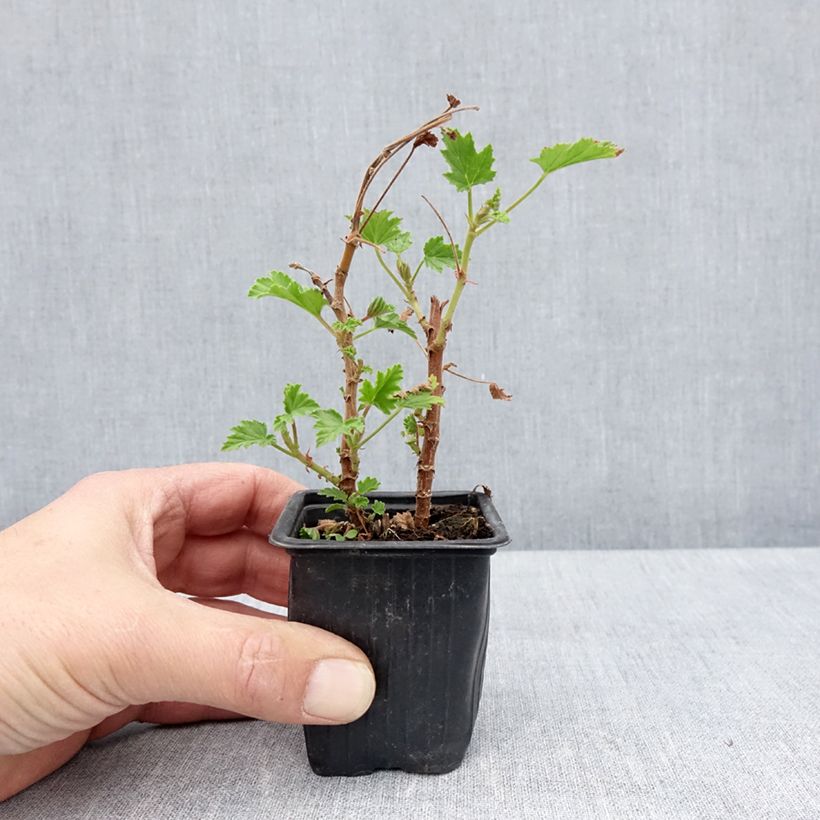 Exemplar von Duftende Pelargonie Lemon fancy - Pelargonium Kleine Töpfe von 7/8 cm wie im Frühjahr geliefert