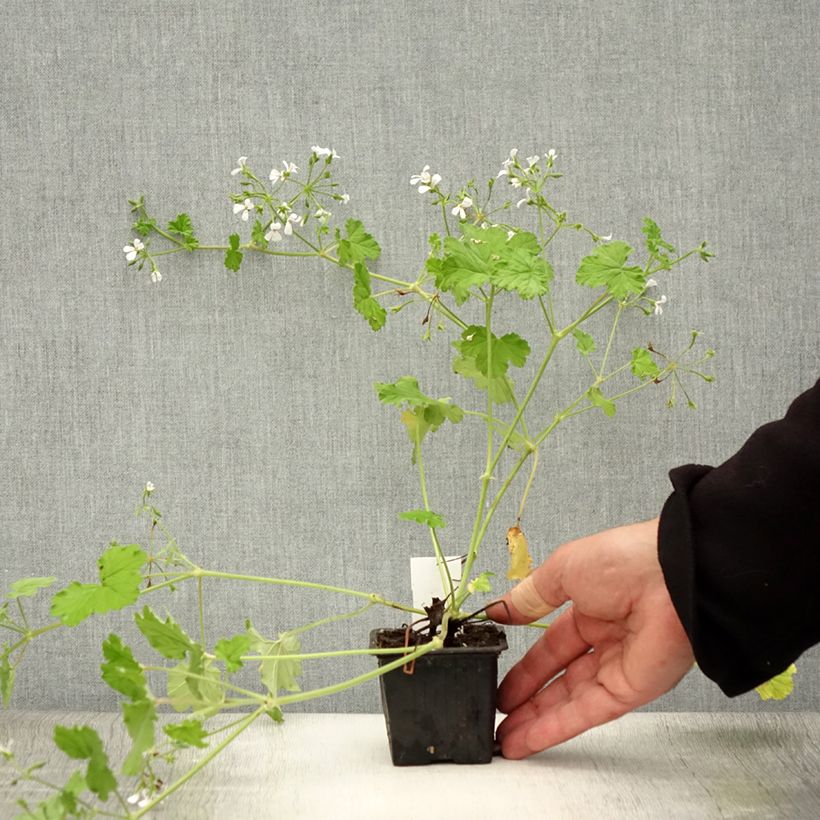 Exemplar von Pelargonium odoratissimum Kleine Töpfe von 8/9 cm wie im Sommer geliefert