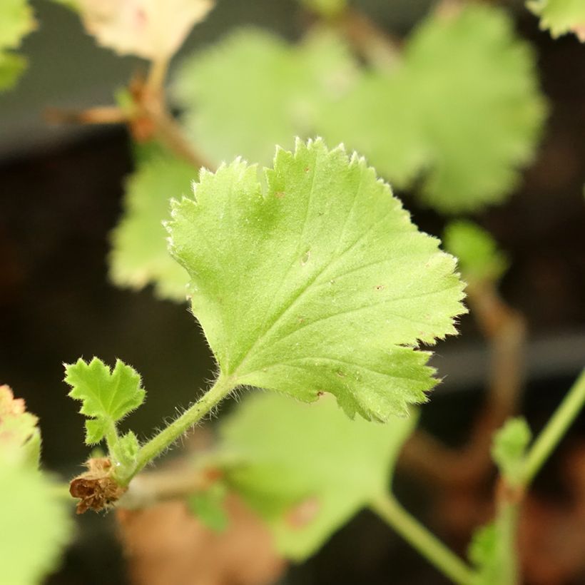 Prince Rupert - Pelargonium crispum (Foliage)