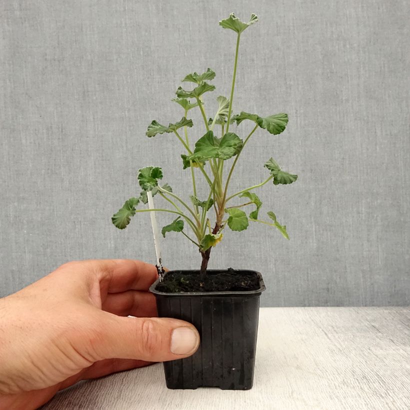 Example of Pelargonium reniforme sidoides Kleine Töpfe von 8/9 cm as you get in printemps