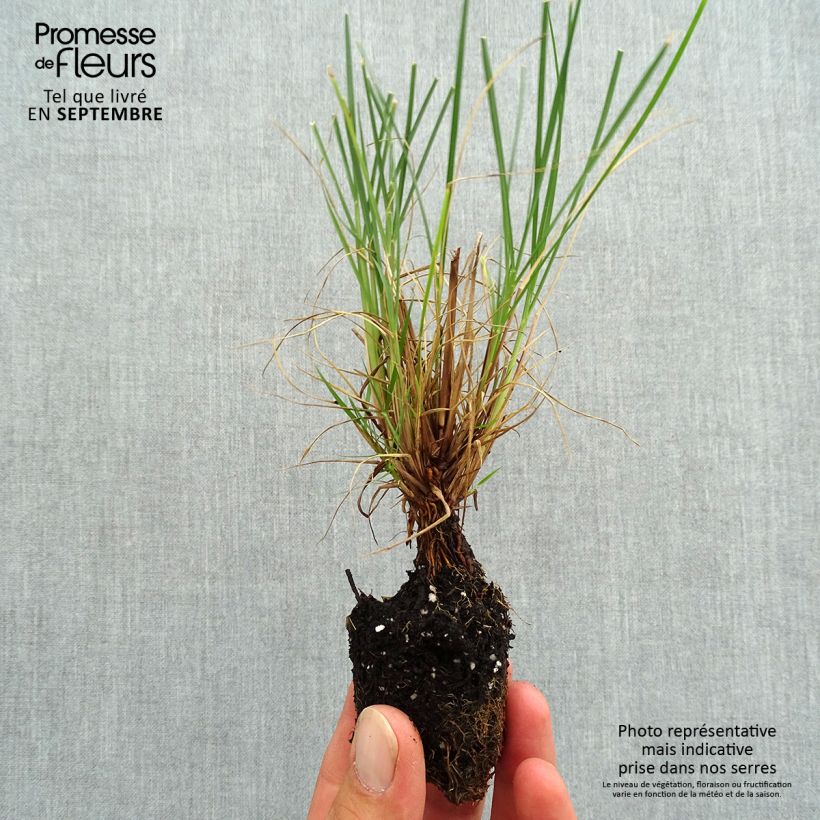 Example of Zwerg-Federborstengras Little Bunny - Pennisetum alopecuroïdes Mini-Plug Ø 3/4 cm as you get in automne