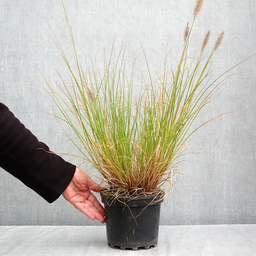 Exemplar von Lampenputzergras Hameln - Pennisetum alopecuroïdes Topf mit 3L/4L wie im Herbst geliefert