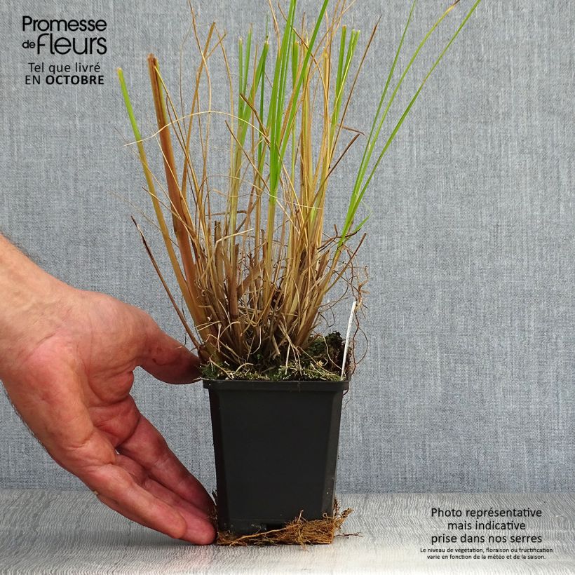 Exemplar von Lampenputzergras Japonicum - Pennisetum alopecuroïdes Kleine Töpfe von 8/9 cm wie im Herbst geliefert