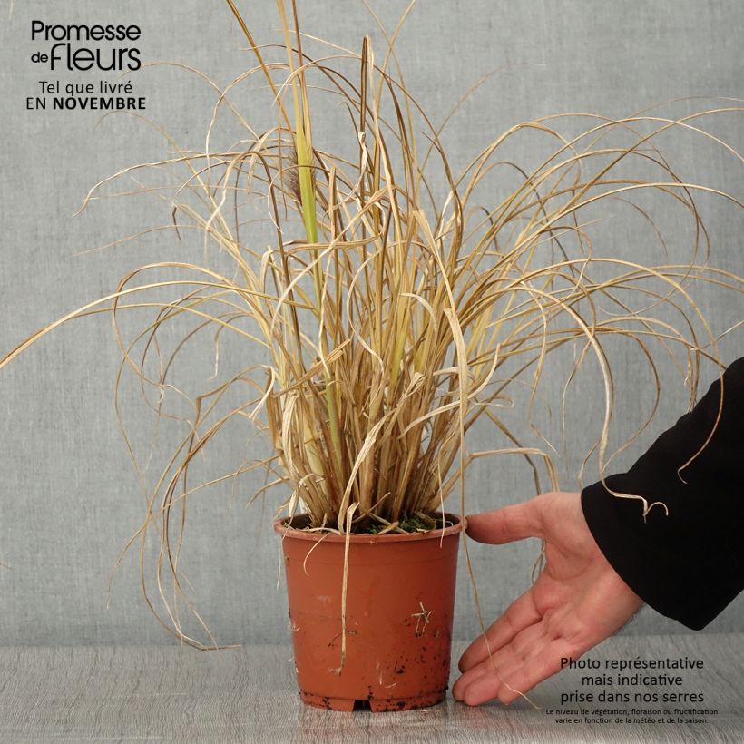 Exemplar von Pennisetum alopecuroides National Arboretum - Herbe aux écouvillons pourpres Pot de 1L/1,5L wie im Herbst geliefert