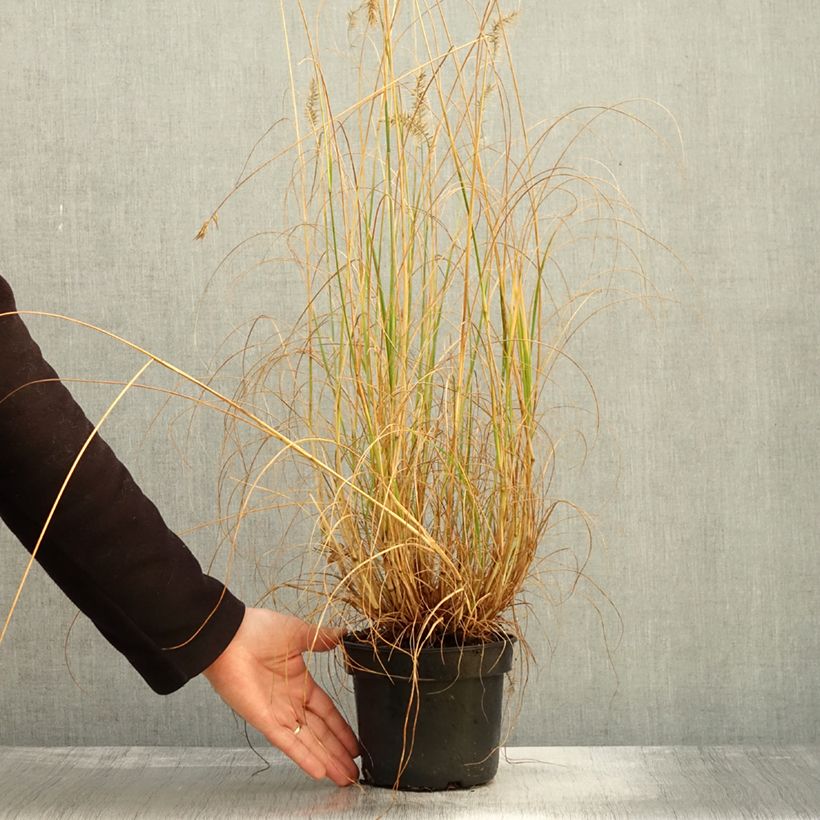 Exemplar von Pennisetum alopecuroides National Arboretum - Herbe aux écouvillons pourpres Pot de 3L/4L wie im Herbst geliefert