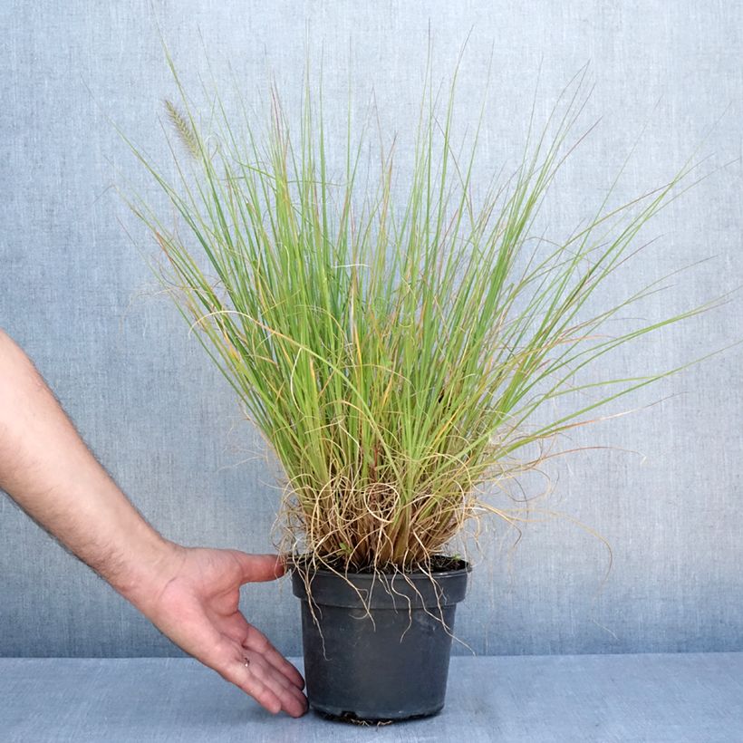 Exemplar von Lampenputzergras National Arboretum - Pennisetum alopecuroïdes Topf mit 3L/4L wie im Sommer geliefert