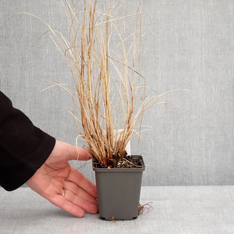 Exemplar von Pennisetum alopecuroides Piglet - Herbe aux écouvillons Godet de 8/9 cm wie im Winter geliefert