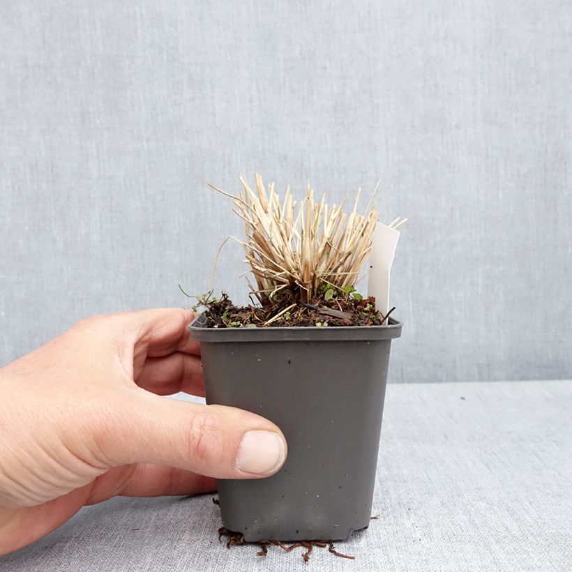 Exemplar von Lampenputzergras Piglet - Pennisetum alopecuroïdes Kleine Töpfe von 8/9 cm wie im Frühjahr geliefert