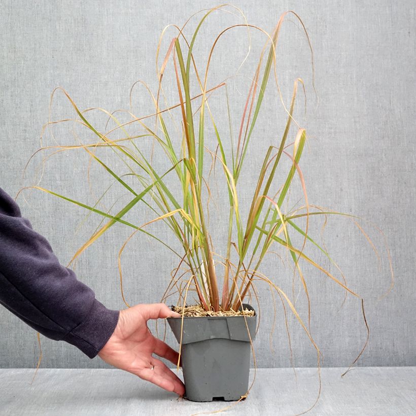 Exemplar von Lampenputzergras Red Head - Pennisetum alopecuroïdes Topf mit 2L/3L wie im Herbst geliefert