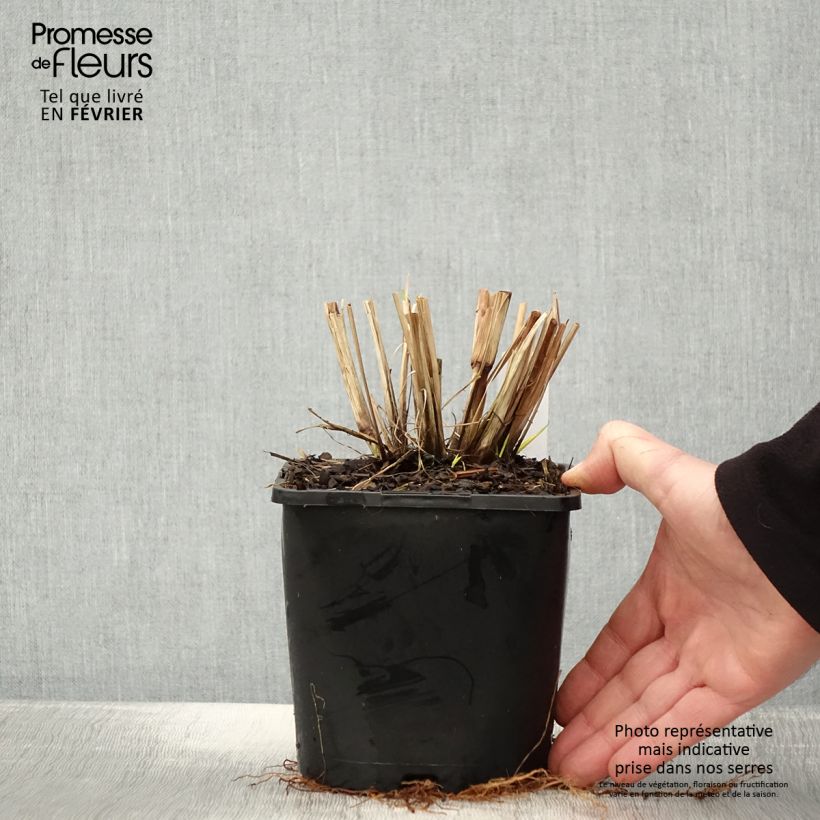 Exemplar von Pennisetum alopecuroides Red Head - Herbe aux écouvillons Pot de 2L/3L wie im Winter geliefert