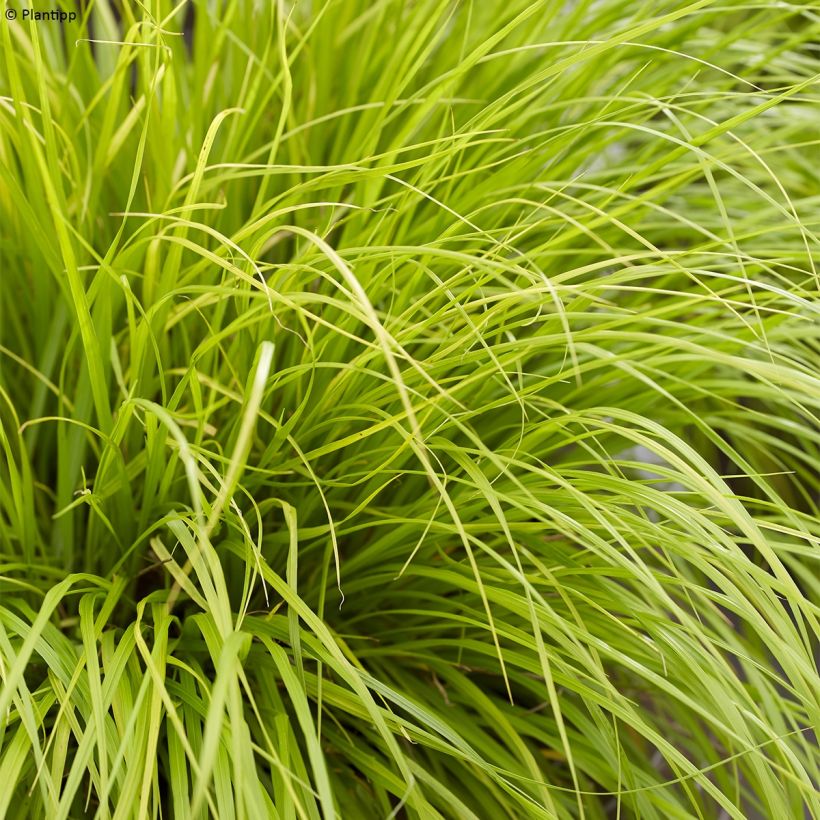 Lampenputzergras Lumen Gold - Pennisetum alopecuroides (Laub)