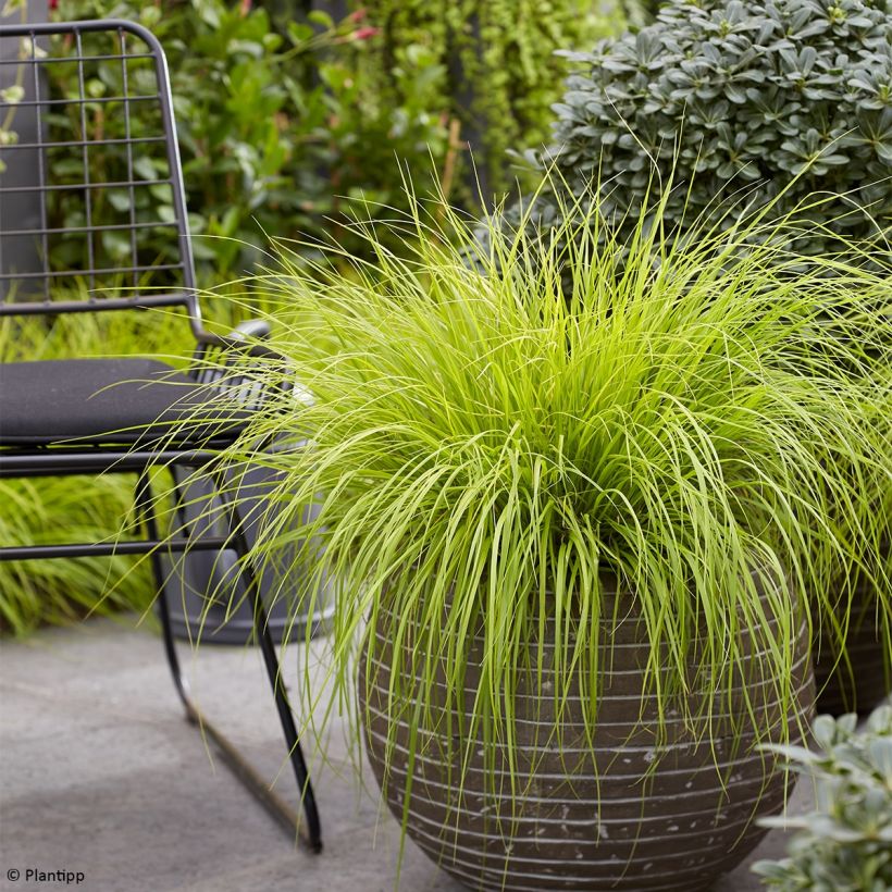 Lampenputzergras Lumen Gold - Pennisetum alopecuroides (Wuchs)