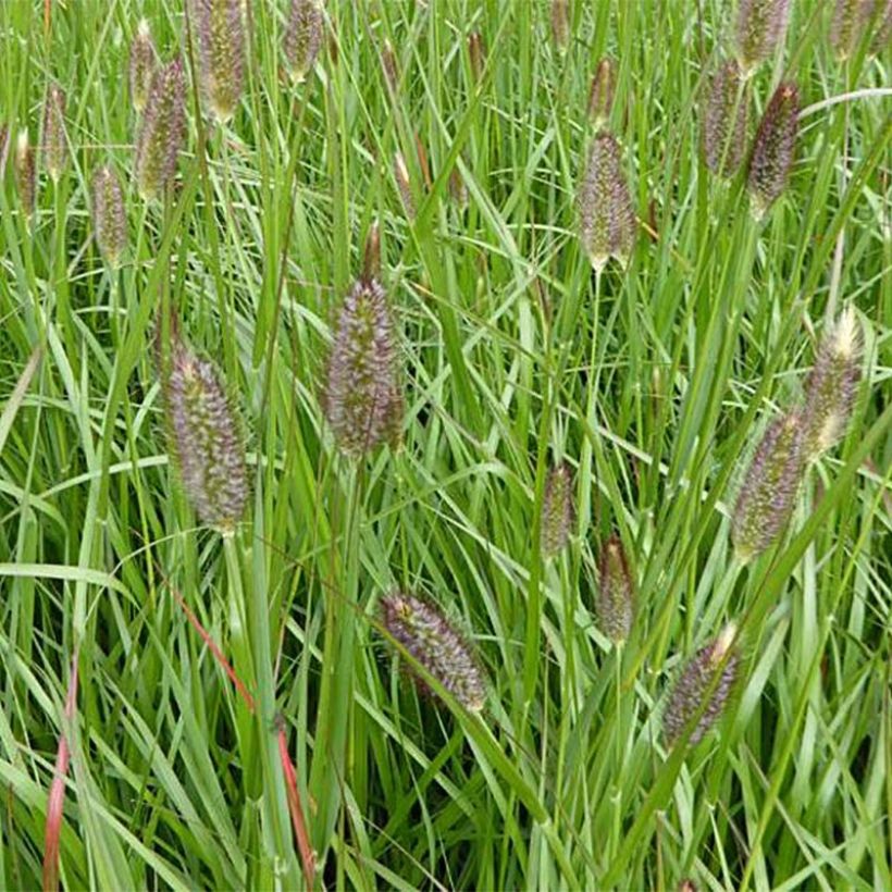 Lampenputzergras Red Bunny Tail - Pennisetum massaicum (Flowering)