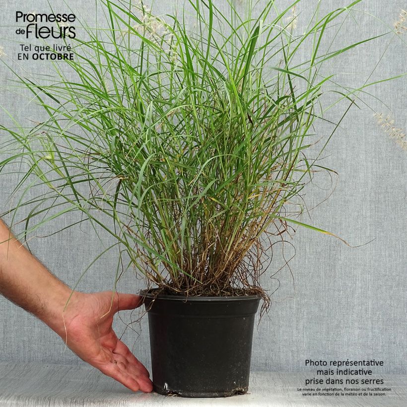 Exemplar von Orientalisches Lampenputzergras - Pennisetum orientale Topf mit 2L/3L wie im Herbst geliefert
