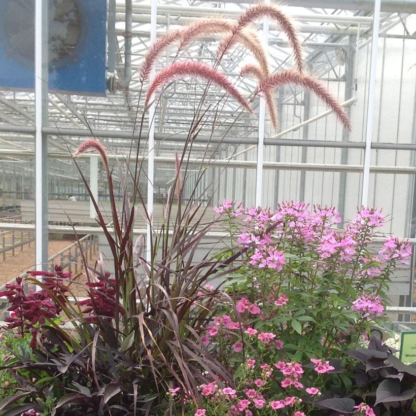 Federborstengras Firework - Pennisetum setaceum (Wuchs)