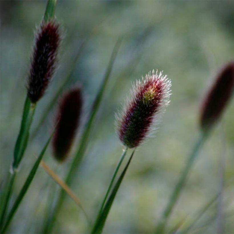 Thunbergs Lampenputzergras - Pennisetum thunbergii (Flowering)