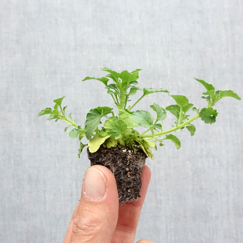 Exemplar von Stiefmütterchen Ultima Radiance F1 Mix Mini-Plug: Plug 2,2 cm x 2 cm in Anzuchtplatte à 35 Stück wie im Herbst geliefert