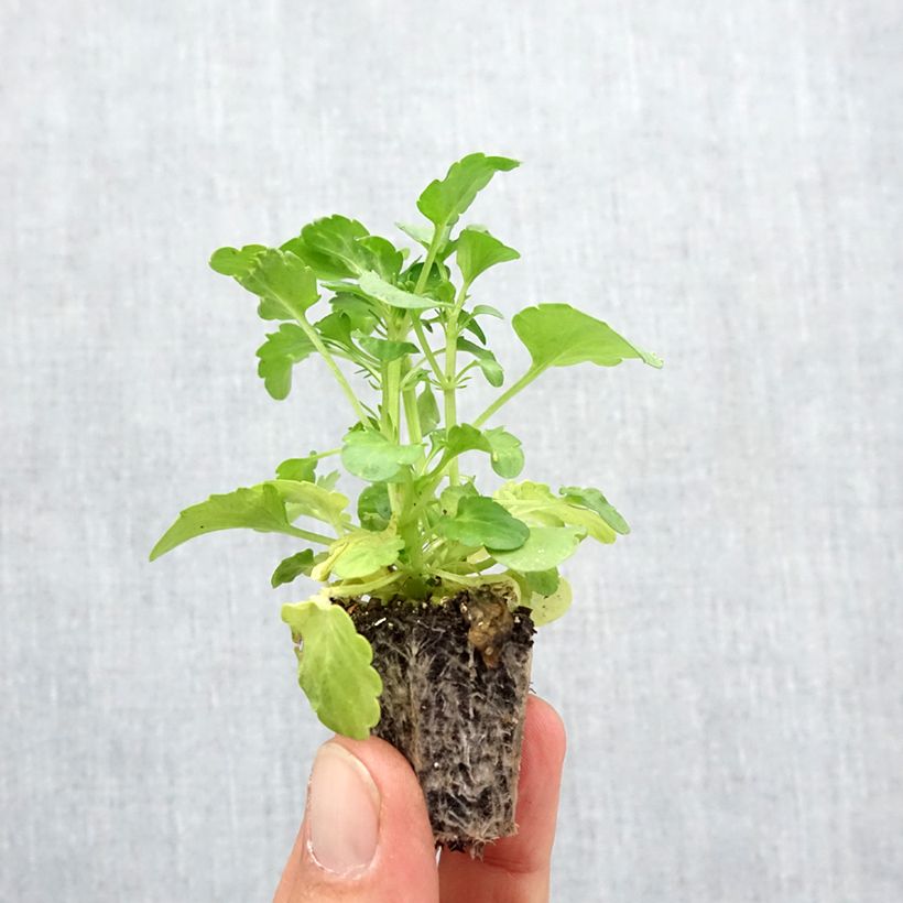 Exemplar von Stiefmütterchen Frizzle F1 Burgundy Jardi-Plug: Wurzelballen 3,8 cm x 3,2 cm in Anzuchtplatte à 15 Stück. wie im Herbst geliefert