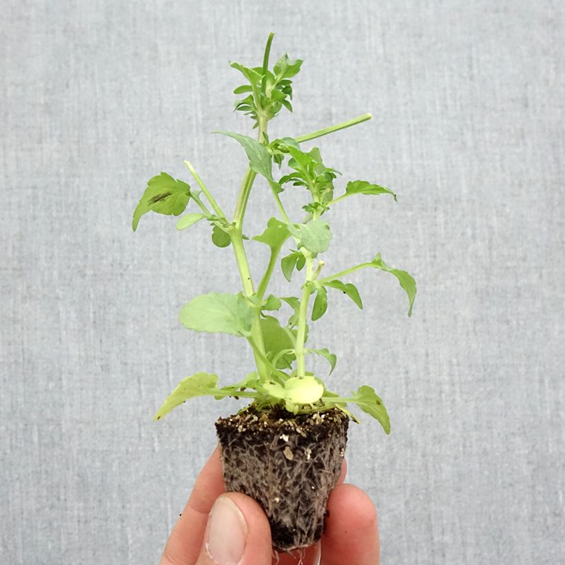 Exemplar von Stiefmütterchen F1 Fizzy Lemonberry Jardi-Plug: Wurzelballen 3,8 cm x 3,2 cm in Anzuchtplatte à 15 Stück. wie im Herbst geliefert