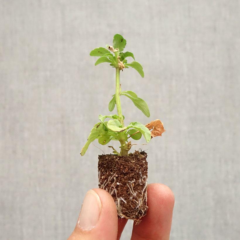 Exemplar von Stiefmütterchen Ruffles Dark Heart Mini-Plug Ø 1,5/2,5 cm wie im Herbst geliefert