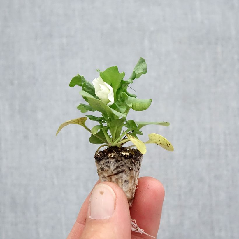 Exemplar von Stiefmütterchen F1 Carrera White Mini-Plug: Plug 2,2 cm x 2 cm in Anzuchtplatte à 35 Stück wie im Herbst geliefert