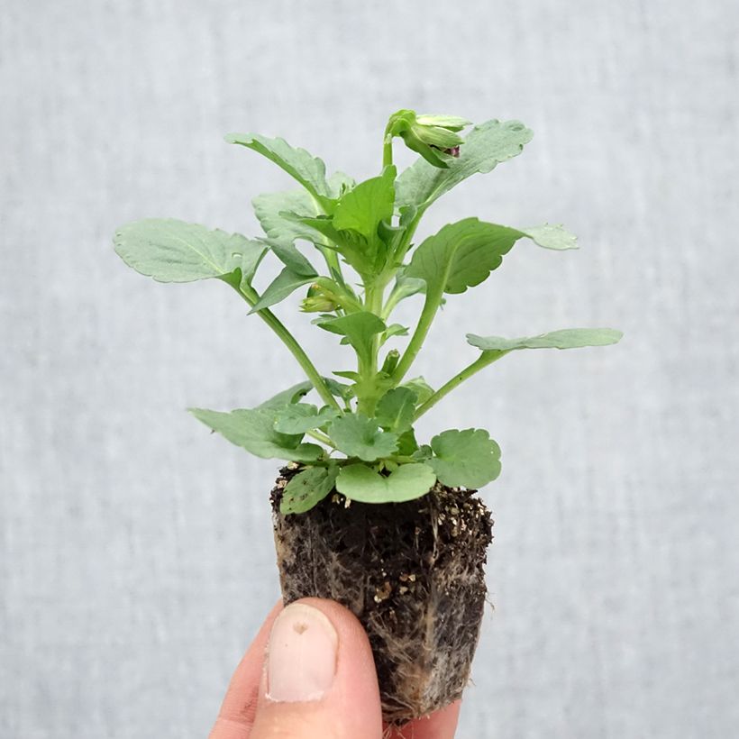 Exemplar von Stiefmütterchen F1 Carrera Rose Blotch Jardi-Plug: Wurzelballen 3,8 cm x 3,2 cm in Anzuchtplatte à 15 Stück. wie im Herbst geliefert