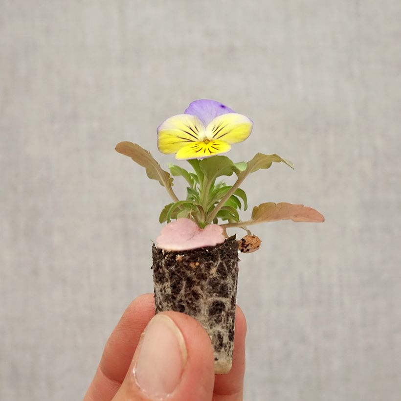 Exemplar von Stiefmütterchen Cool Wave Morpho Mini-Plug Ø 1,5/2,5 cm wie im Herbst geliefert