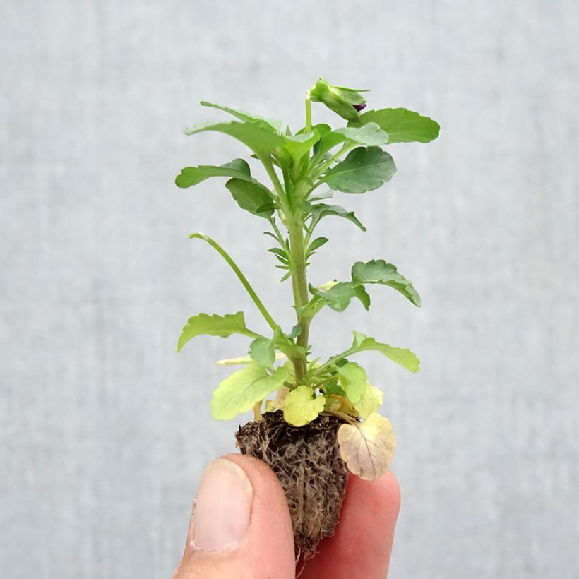 Exemplar von Stiefmütterchen Cool Wave Purple Wing Mini-Plug: Plug 2,2 cm x 2 cm in Anzuchtplatte à 35 Stück wie im Herbst geliefert