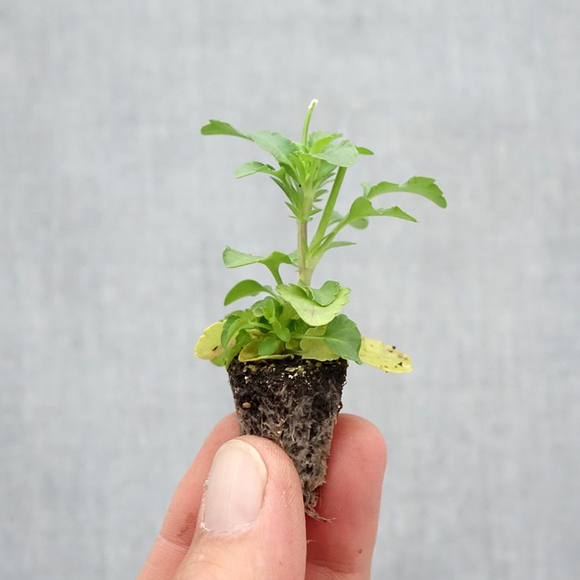 Exemplar von Stiefmütterchen Cool Wave Yellow Mini-Plug: Plug 2,2 cm x 2 cm in Anzuchtplatte à 35 Stück wie im Herbst geliefert