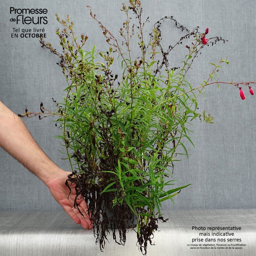 Exemplar von Penstemon barbatus Coccineus - Bartfaden Topf mit 2L/3L wie im Herbst geliefert