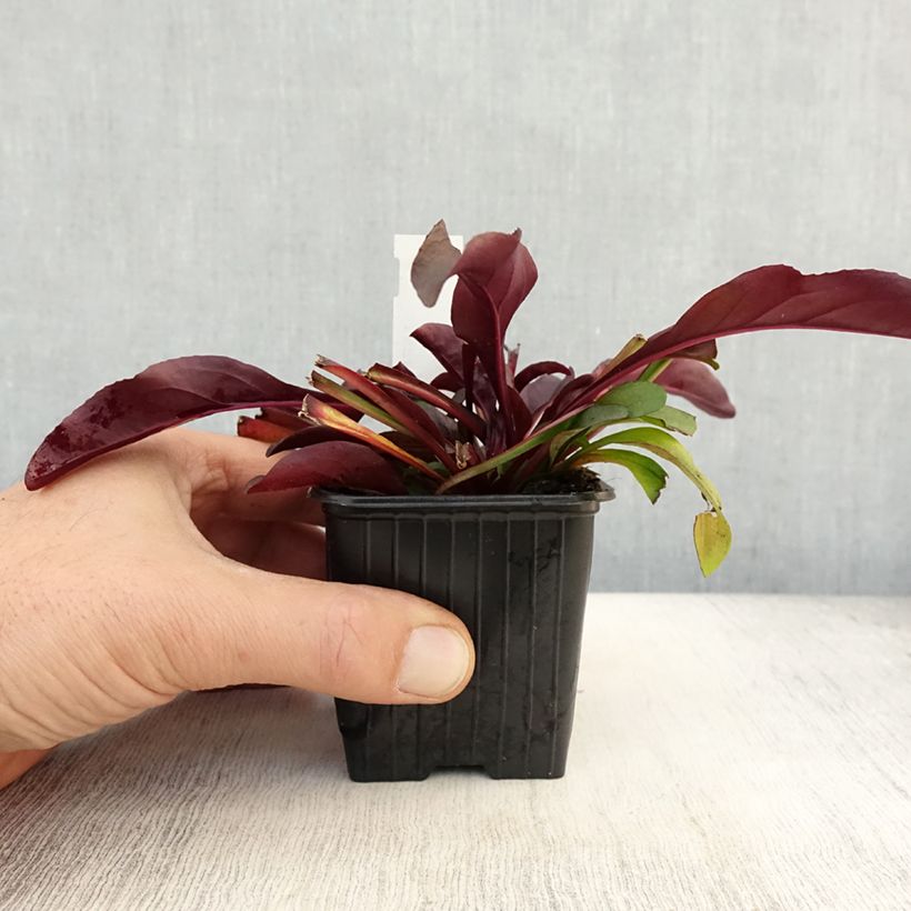 Exemplar von Penstemon digitalis Dakota Burgundy Godet de 8/9 cm wie im Herbst geliefert