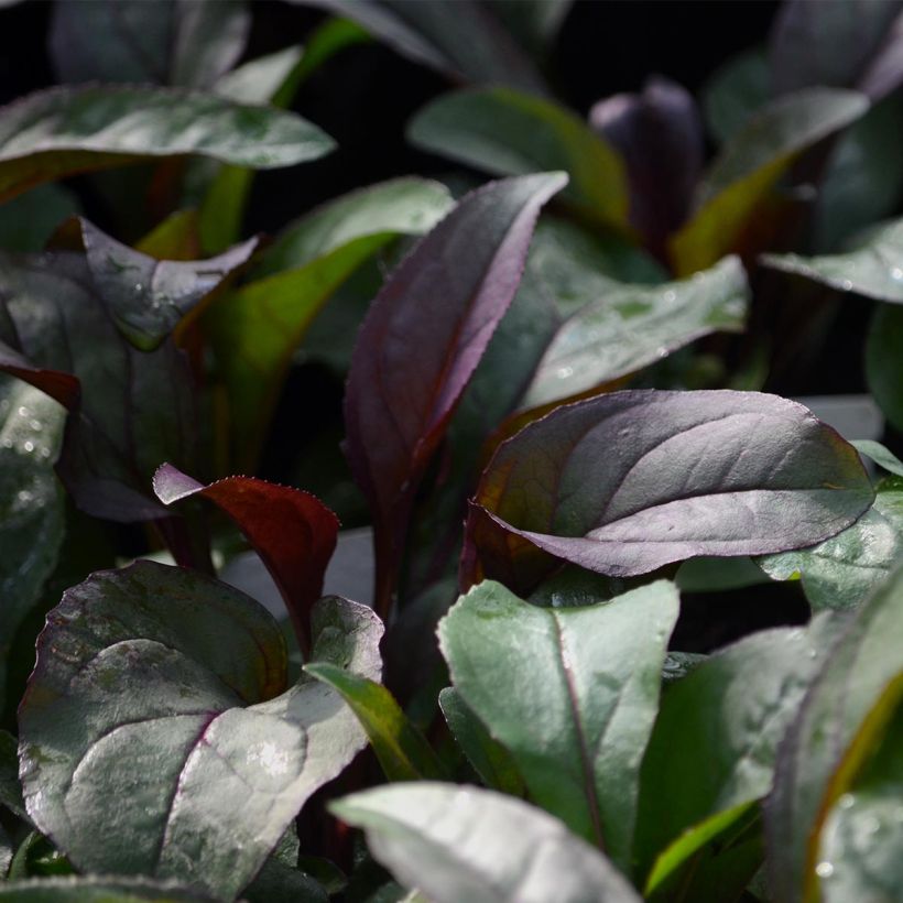 Penstemon digitalis Husker Red - Fingerhutförmiger Bartfaden (Foliage)