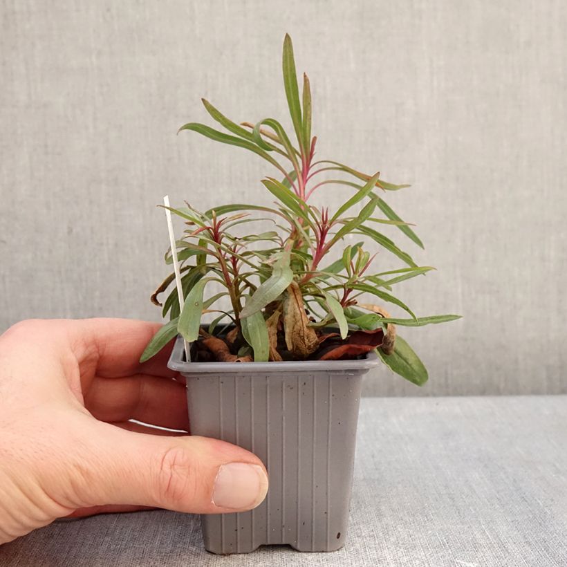 Exemplar von Penstemon heterophyllus Blue Spring - Galane Kleine Töpfe von 8/9 cm wie im Winter geliefert