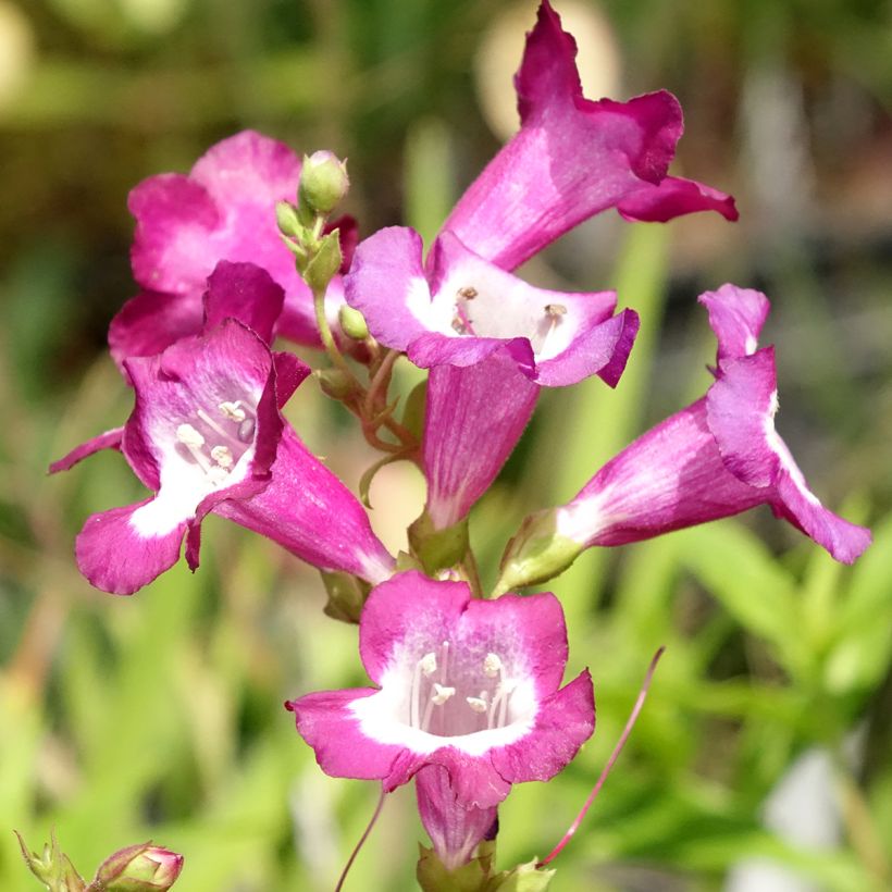 Penstemon Gloire des quatre rues - Bartfaden (Blüte)