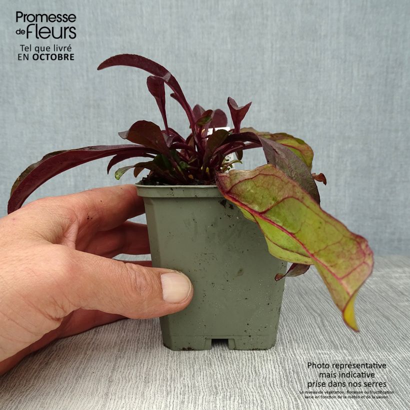 Exemplar von Penstemon digitalis Husker Red - Fingerhutförmiger Bartfaden Kleine Töpfe von 8/9 cm wie im Herbst geliefert
