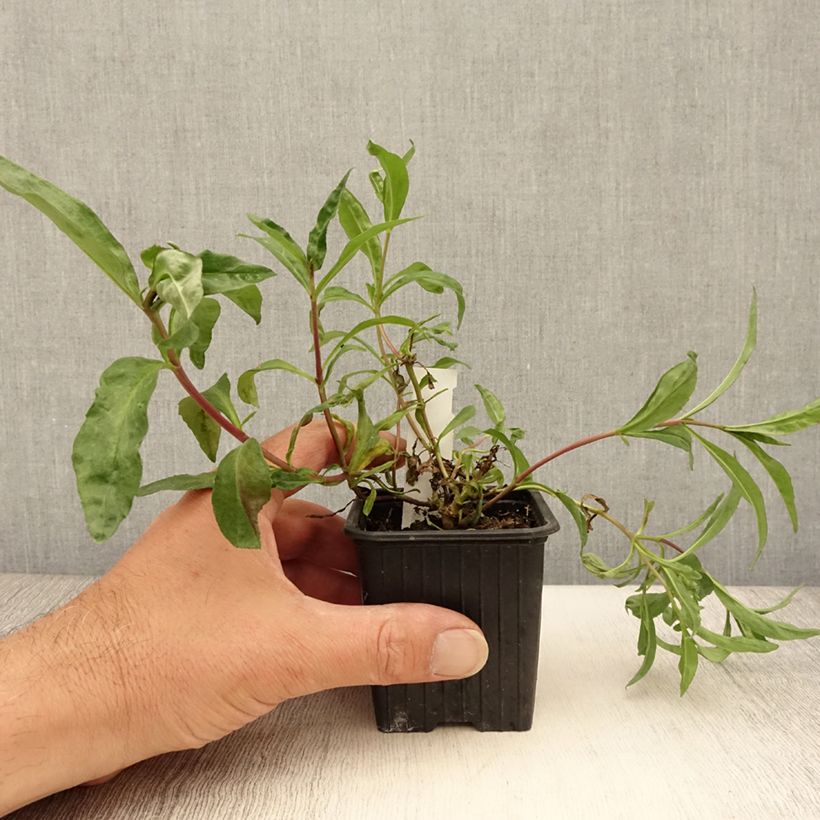 Exemplar von Penstemon Midnight - Bartfaden Kleine Töpfe von 8/9 cm wie im Sommer geliefert